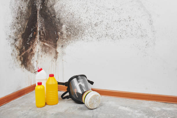 Best Mold Damage Repair  in Clearview, WA