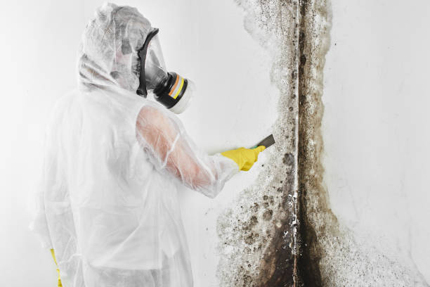 Best Mold Inspection  in Clearview, WA