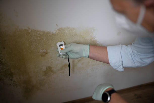 Best Residential Mold Removal  in Clearview, WA